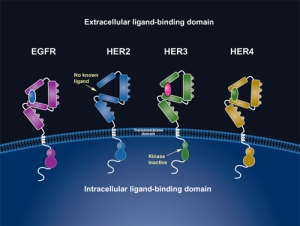 ErbB family of receptors